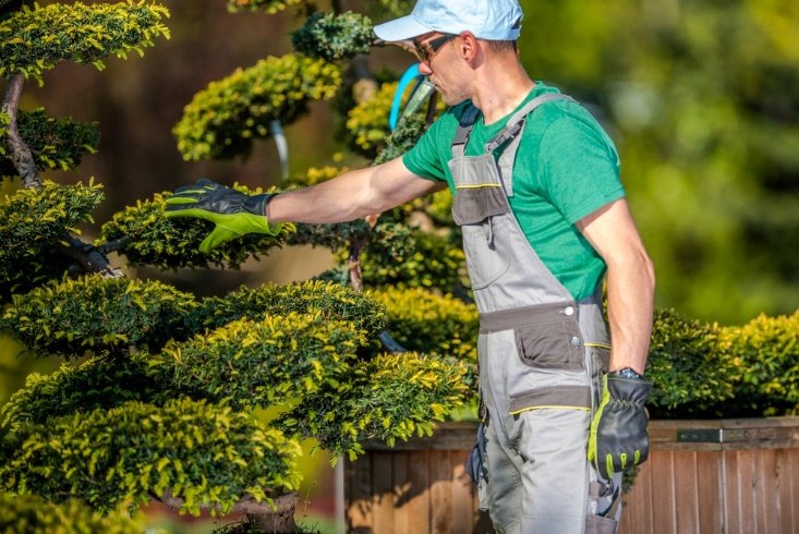 Jardinero dando forma a arbustos